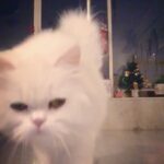 Jacqueline Fernandez Instagram - When #miumiu interrupts your home recording!! 😅💙