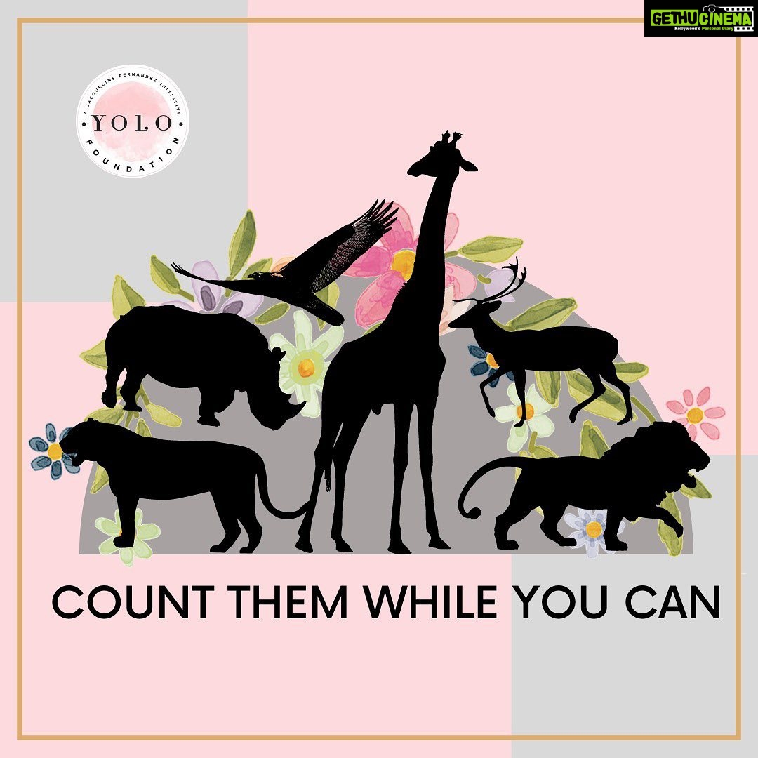 Jacqueline Fernandez Instagram - On National Endangered species day lets take a call to recognize the depleting species around us, and come together to save them before it's too late. Today is Jacqueline Fernandez Instagram - On National Endangered species day lets take a call to recognize the depleting species around us, and come together to save them before it's too late. Today is