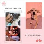 Jacqueline Fernandez Instagram - Ashish Thakker, Founder & chairperson at 'Helping Hands for Animals India'. He runs an animal rescue shelter in Dhrangadhra, 100 km from Ahmedabad, Gujarat where he rescued wounded and sick street animals, provides them life-saving treatment and care, and hence the second chance of life. He also provided shelter to animals who can't go back to their location because of chronic illness or any disabilities or if they are orphans. Those animals live with him at his shelter for their life. He has been involved in animal rescue for 6 years now and has helped nearly 5000 animals so far. But after all this, Ashish felt unable to continue to help so he left his government job last year 2020 in May due to some reasons and devoted himself to work for this cause. Last year in November he purchased some land with his own money to build a shelter for the animals. He has been doing all these activities himself voluntarily with 60% to 65% of his money. YOLO Foundation is super proud of the work done by @helpinghandsforanimalsindia @ashthakker We wish our Kindness Brigade to grow and encourage more people, every day to create a better world. #yolo #spreadthelove #kindness #staysafe