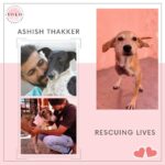 Jacqueline Fernandez Instagram – Ashish Thakker, Founder & chairperson at ‘Helping Hands for Animals India’. He runs an animal rescue shelter in Dhrangadhra, 100 km from Ahmedabad, Gujarat where he rescued wounded and sick street animals, provides them life-saving treatment and care, and hence the second chance of life. 
 
He also provided shelter to animals who can’t go back to their location because of chronic illness or any disabilities or if they are orphans. Those animals live with him at his shelter for their life. He has been involved in animal rescue for 6 years now and has helped nearly 5000 animals so far. But after all this, Ashish felt unable to continue to help so he left his government job last year 2020 in May due to some reasons and devoted himself to work for this cause.
 
Last year in November he purchased some land with his own money to build a shelter for
the animals. He has been doing all these activities himself voluntarily with
60% to 65% of his money. 

YOLO Foundation is super proud of the work done by @helpinghandsforanimalsindia @ashthakker We wish our Kindness Brigade to grow and encourage more people, every day to create a better world.

#yolo #spreadthelove #kindness #staysafe