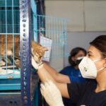 Jacqueline Fernandez Instagram - My team and I at the Yolo Foundation visited @thefelinefoundation and it opened our eyes to the plethora of issues faced by the people trying to help street cats and strays. The most notable being stigma around sterilisation. Even with all these problems, it was heartwarming to witness the dedication with which the volunteers and the doctors continues with their work. They have treated so many animals till date and have created a safe home for them. They are what one can truly call a #kindnessbrigade. It fills me with joy to share their #storiesofkindness with the world. Together I am confident we can create a movement to resolve the issue of our strays and safeguard their wellbeing 🙏🏻 stay tuned to see how you can do your bit! #yolo #helpothers #staysafe #spreadlove 📸 @harjeetsphotography