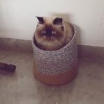 Jacqueline Fernandez Instagram - Happy World Cat day #meow
