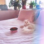 Jacqueline Fernandez Instagram – Breakfast in bed #miumiu 🌸