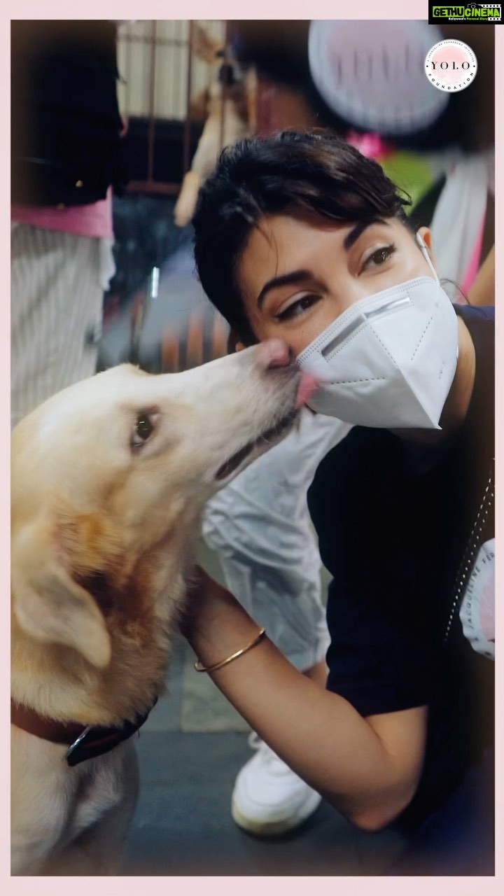Jacqueline Fernandez Instagram - Animal shelter day with team @jf.yolofoundation at @wsdindia @thefelinefoundation 🌸🌸🌸 NEW VLOG OUT NOW