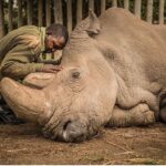 Jacqueline Fernandez Instagram – RIP Sudan 😢 the last male white Rhino.. Today we are witnessing the extinction of a species that had survived for millions of years but could not survive mankind..