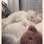 Jacqueline Fernandez Instagram - Waking up with #miumiu 💙 #sleepyhead