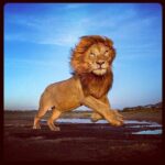 Jacqueline Fernandez Instagram - My spirit animal 🦁 #leo