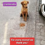Jennifer Winget Instagram - Calling all animal supporters, lovers and feeders out there! As trying as these times are, they’re twice as more hard on our voiceless friends out on the streets, with no access to food or water. Help the team at @amtmindia who are braving this pandemic and continuing in their efforts to make sure no one goes hungry. Yes, No one! Consider this post a plea to contribute however, with whatever little you can spare to help fuel this cause. Donate @amtmindia via links below www.amtmindia.org/donate/ Or Gpay: 9819380310 Or https://bit.ly/3dD6pfo