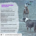 Jennifer Winget Instagram - #Repost @worldforallanimaladoptions with @get_repost ・・・ During monsoon, strays get affected due to heavy rains and lack of places which can provide them with shelter. These are a few things that we can do to help them. #DoGoodFeelGood #WorldForAll #AnimalWelfare #Animallovers #savealife #adoptdontshop