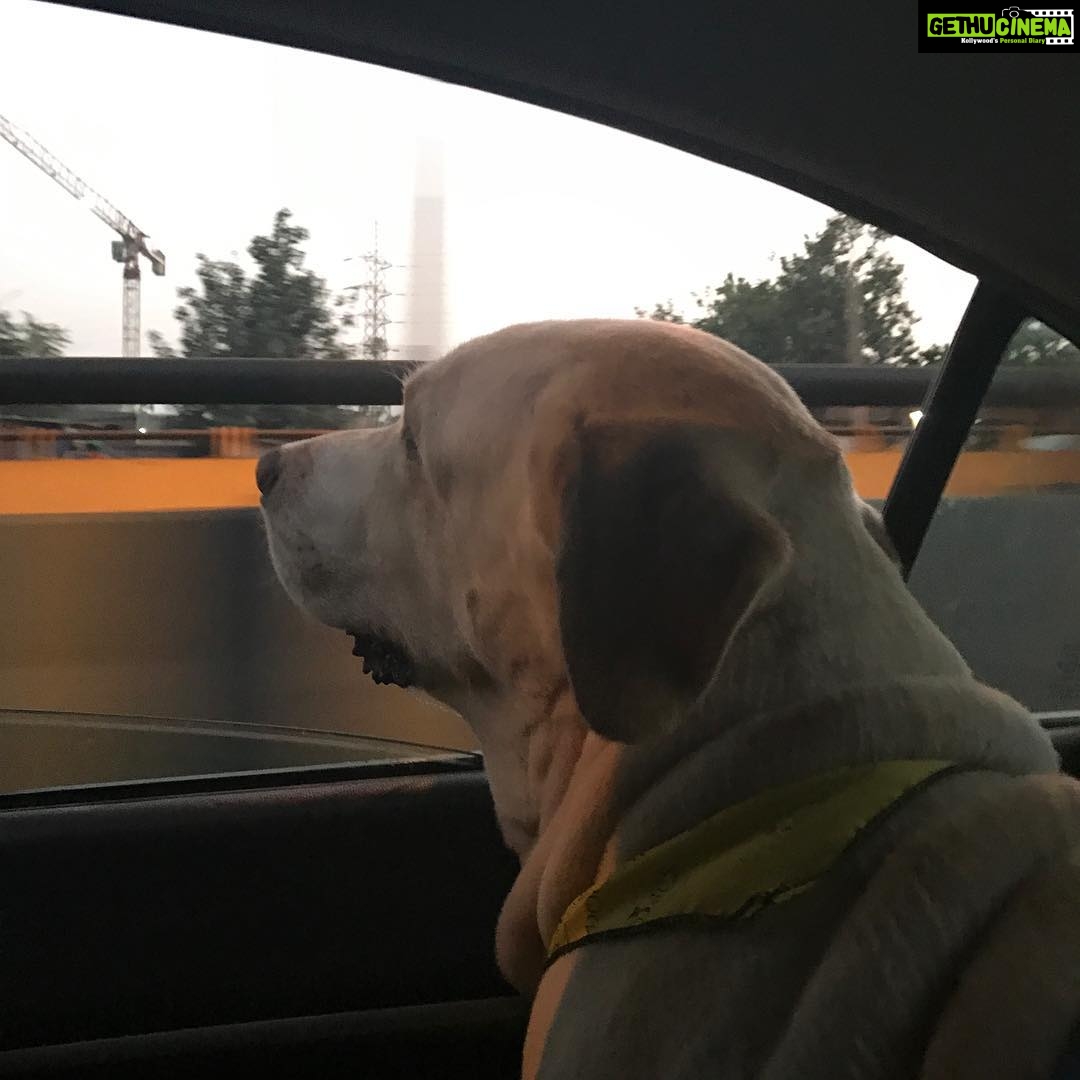 Jennifer Winget Instagram - True to his namesake, Breezer indulges in the breeze.☺️🐶🐾🐾