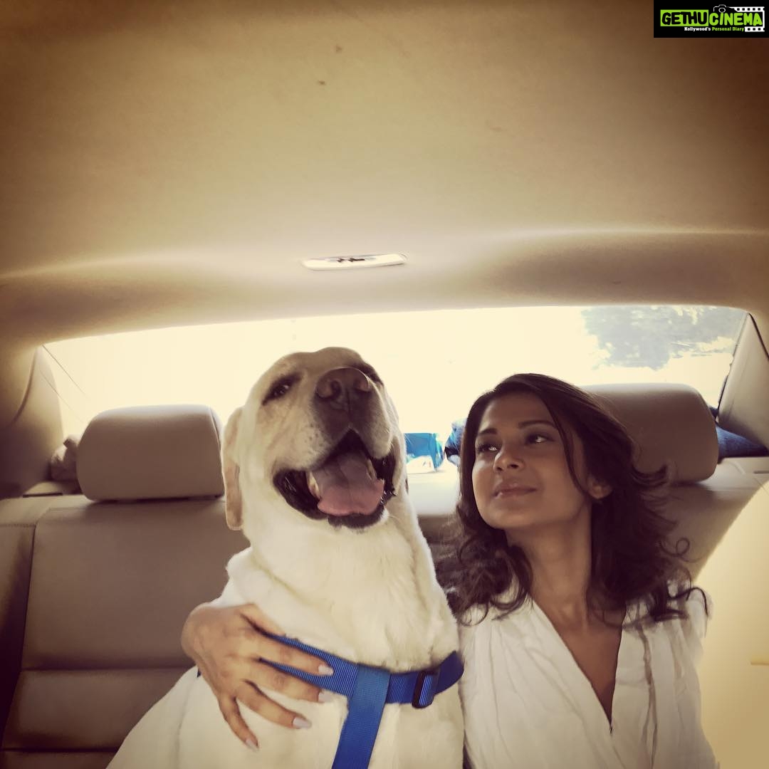 Jennifer Winget Instagram - My doggy handsomest - we love to pose dont we, Breezer?😁🐶