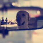 Jennifer Winget Instagram - 🐶🐶🐾🐾🐾#dogstagram #doglove #dogdayout