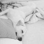 Jennifer Winget Instagram – Sunday laziness !!! #puppylove #dogstagram #sundaymood