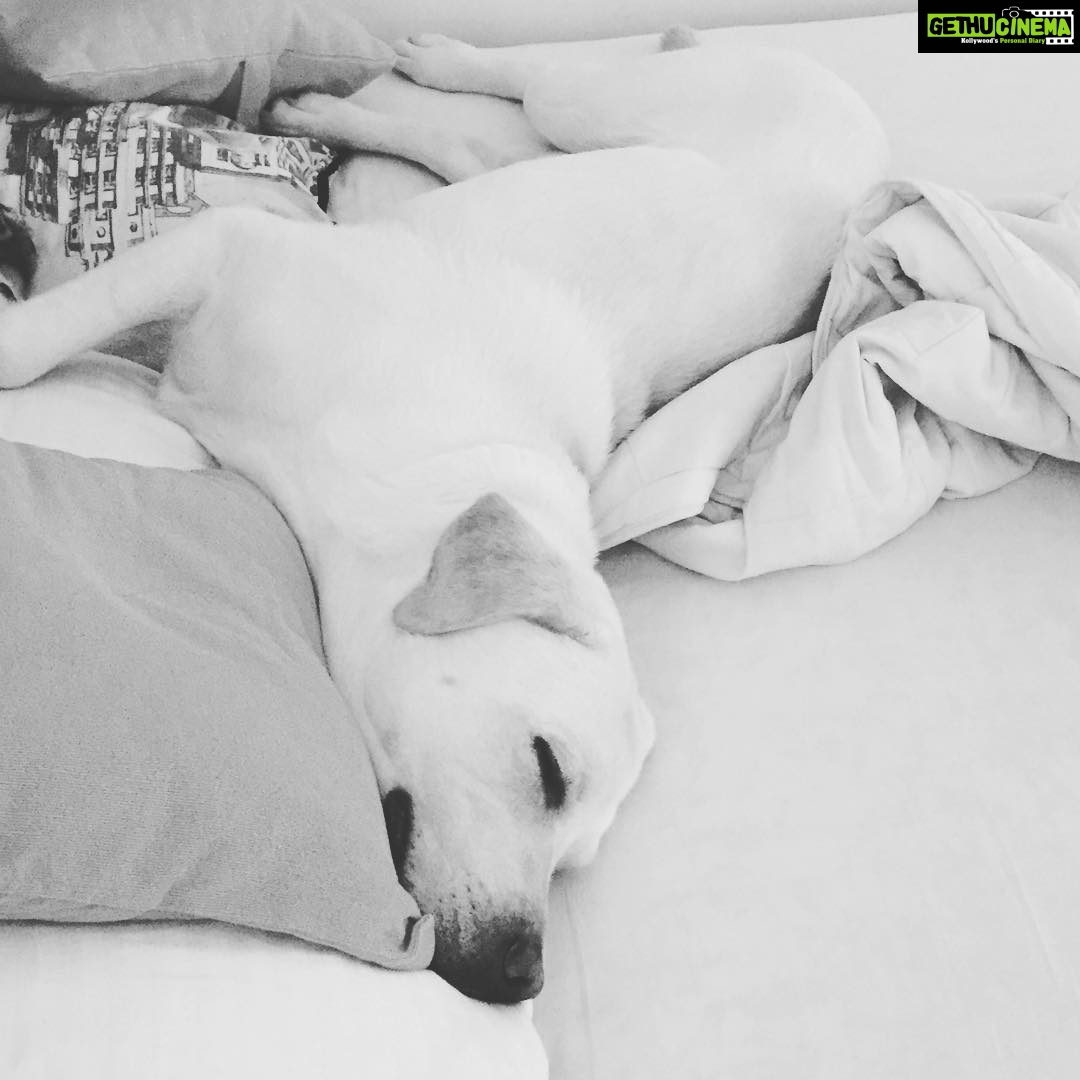 Jennifer Winget Instagram - Sunday laziness !!! #puppylove #dogstagram #sundaymood