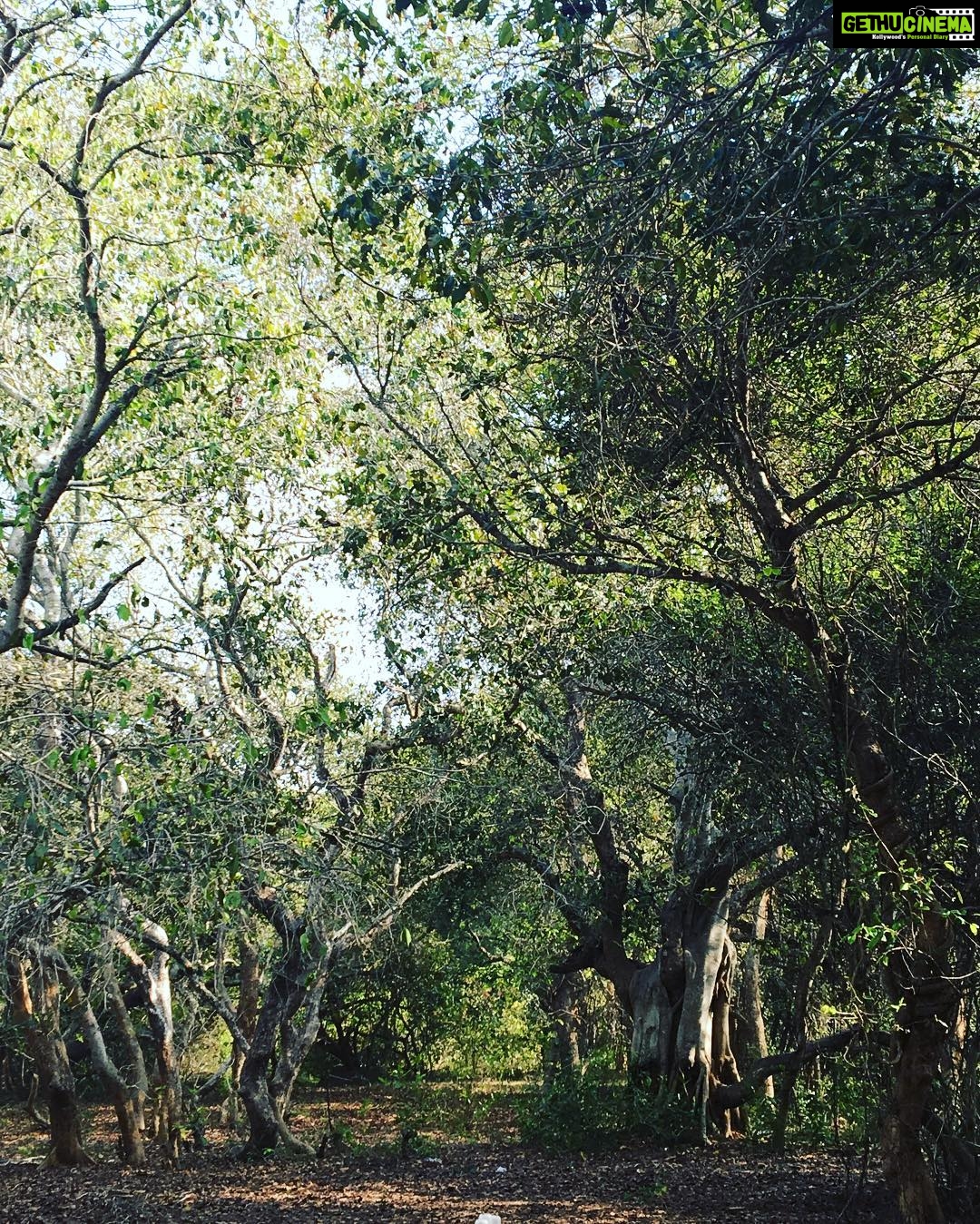 Kajal Aggarwal Instagram - Trees are the earth's endless effort to speak to the listening heaven. - Rabindranath Tagore #enchantedwoods #karaikudiforest Karaikudi