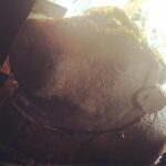 Kajal Aggarwal Instagram – Mesmerised by #folklore and apparently when this growing Nandi (grows 1.5 inches every year since the 15th century. People could earlier Parikrama around it and now he’s become too big to circle around) breaks the pillars of the temple, the world comes to an end! #folkmyths #indianmythology #itsanexpandingmeteor ❤️ Yaganti