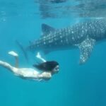 Katrina Kaif Instagram – #tb to A beautiful day in the ocean 🌊 with my most incredible friend 🐳