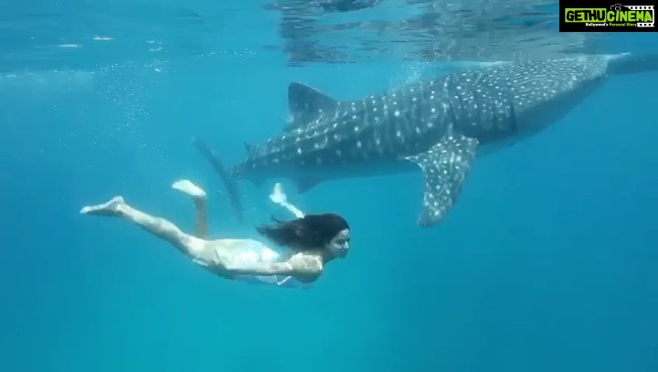 Katrina Kaif Instagram - #tb to A beautiful day in the ocean 🌊 with my most incredible friend 🐳