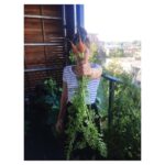 Katrina Kaif Instagram – You can grow your own carrots . 🥕🥕