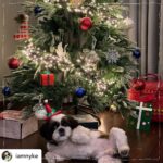 Keerthy Suresh Instagram - Yes baby you’ve been a very good boy ❤️ Extra treats and belly rubs for you 🤗 Merry Xmas from Nyke to you 🎄 • @iamnyke I’ve been a good boy this year, right mommy? 🐶 Can you ask Santa to bring me my treats? 🎅 #NykeDiaries #MerryChristmas . . . #puppiesofinstagram #puppies #dogsofinstagram #dogstagram #shitzusofinstagram #shitzu #shitzulove