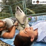 Kriti Kharbanda Instagram - #US 💓🌞 . . . #Repost @pulkitsamrat with @make_repost ・・・ It’s raining love 💕 . @kriti.kharbanda @drogohusky