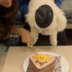 Kriti Sanon Instagram - Disco’s turns 1!🐶❤️ yayyiiee Happppyy Birthday my lil munchkin! 🐶Disco’s Birthday celebrations with the cutest dog cake and the perfect song! 😜😍🐶🐶 @nupursanon @sanonrahul