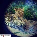 Kriti Sanon Instagram - This was the MOST beautiful thing i have ever seen!!! Unreal!!! Still in awe.. ❤️❤️❤️ P.S. @homster You have the bestttt photography skills!! ;) #Repost @homster with @repostapp ・・・ Leopardo Dicarpaccio! Waits below an #impala kill... taken on my #iPhone through a binocular. #necessityisthemotherofallinvention #hungergames #leopards #iphonehacks #naturesbounty #africansafari #predator