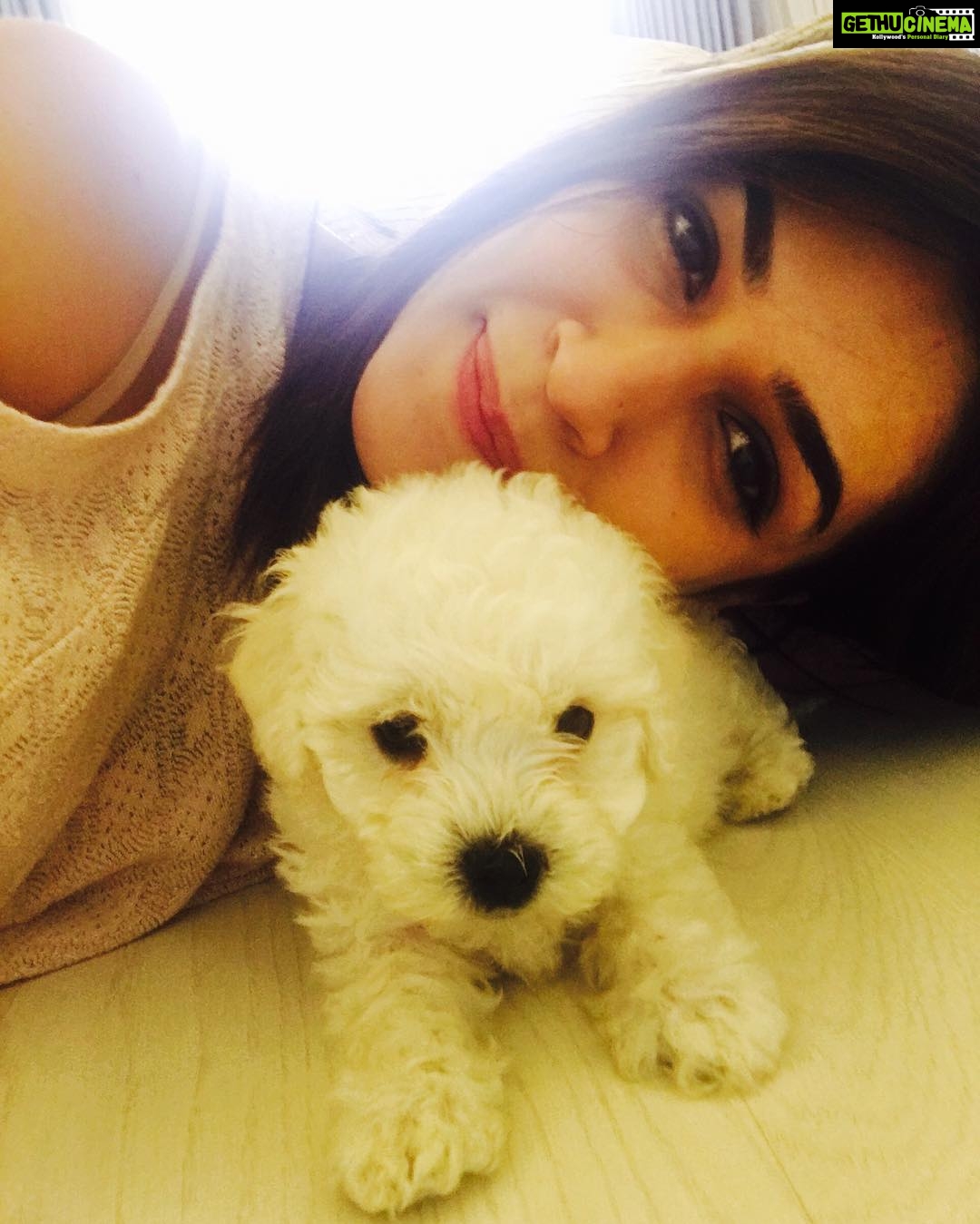 Kriti Sanon Instagram - Meet DISCO❤️❤️ new and the cutest member of my family!! #munchkin #puppylove