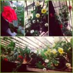 Kriti Sanon Instagram - So many flowers in my lil garden! 😁😁👏🌹🌷🌿🌺