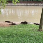 Lisa Ray Instagram - Most importantly, the otters are back. . ‘If you go down to the river today you’d better go in disguise If you go down to the river today you’ll never believe your eyes For every otter there ever was Is certain to be there because Today’s the day, the otters are having a picnic’ #SingaporeRiver #ottersnotauthors #butiloveboth River Valley, Singapore