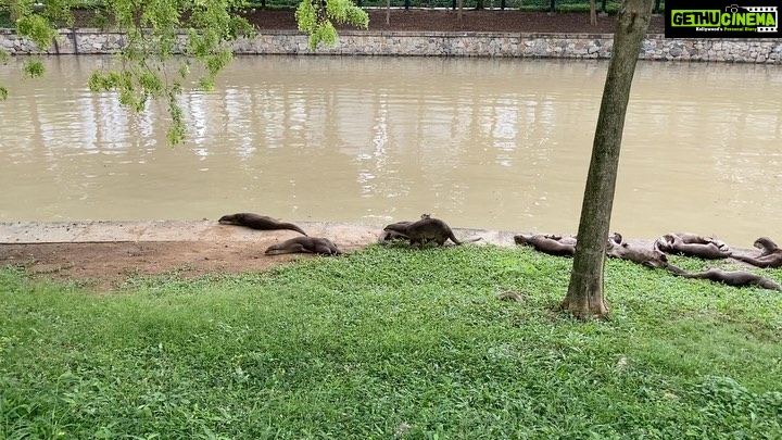 Lisa Ray Instagram - Most importantly, the otters are back. . ‘If you go down to the river today you’d better go in disguise If you go down to the river today you’ll never believe your eyes For every otter there ever was Is certain to be there because Today’s the day, the otters are having a picnic’ #SingaporeRiver #ottersnotauthors #butiloveboth River Valley, Singapore