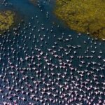 Lisa Ray Instagram - Via @paroma.mukherjee Two stunning photographs of flamingos at the TS Chanakya wetlands in Navi Mumbai by Pratik Chorge / Hindustan Times. The first one is on page one of the Hindustan Times today (Mumbai edition).