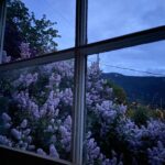 Lisa Ray Instagram - I come into the peace of wild things - Wendell Berry