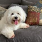 Lisa Ray Instagram - Portrait of our first born. #Matteo #cotondetulear
