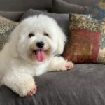 Lisa Ray Instagram – Portrait of our first born. #Matteo #cotondetulear