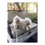 Lisa Ray Instagram - Walk? Nah, mom, you go ahead. We’ll take the cart 🙈 #MatteoandSophie #myfurrybrats #DBLiving #cotondetulear Discovery Bay Beach