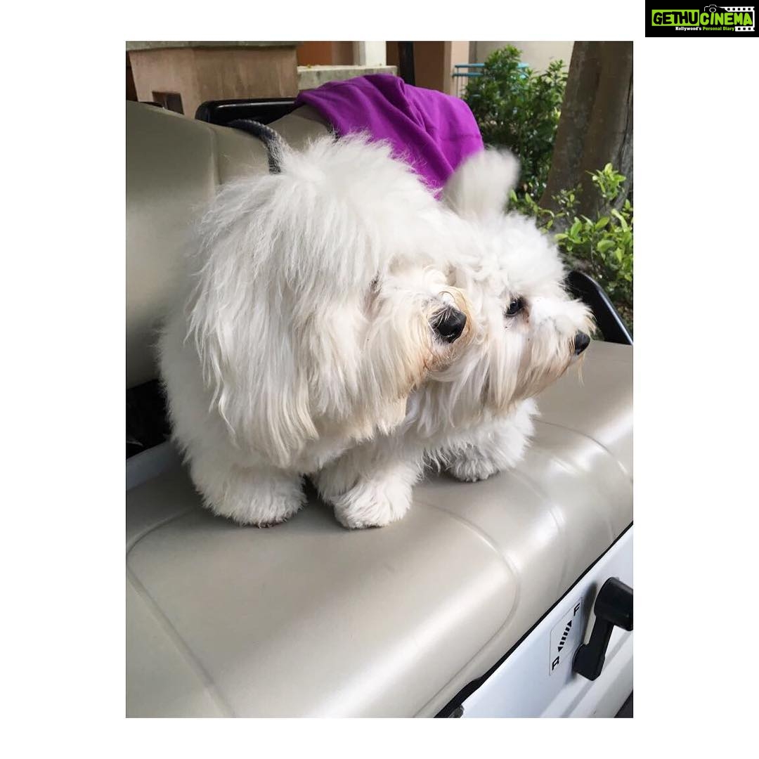 Lisa Ray Instagram - False alarm, but Mama’s coming home soon! My furbabes feel it before they know it. #MatteoandSophie #furbabeduo #cotonlove