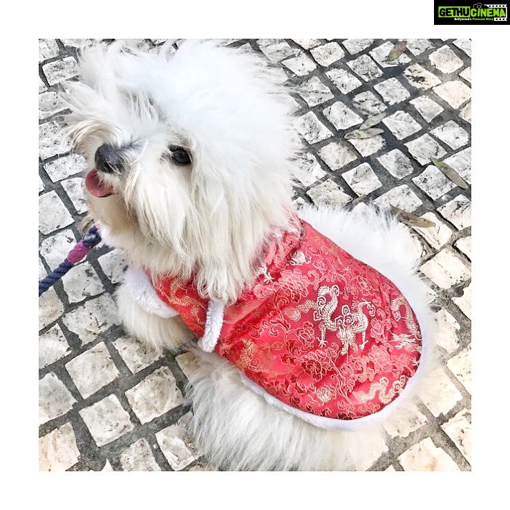 Lisa Ray Instagram - Sophie says: ‘My psychic predicted this will be my breakout year.’ Happy Year of the Dog! from London #KungFatChoi London, United Kingdom