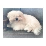 Lisa Ray Instagram – Mugshot
#Sophie #cotondetulear #furrybabiesarethebest Discovery Bay Beach