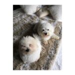 Lisa Ray Instagram – A rare moment of undivided puppy attention and stillness 
#Sophie #Matteo #cotondetulear Discovery Bay Beach