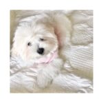 Lisa Ray Instagram - Princess Sophie 👑 on a bed cover worthy of her highness @goodearthindia #cotondetulear