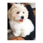 Lisa Ray Instagram - Miss Sophie Habibti Ray-Dehni. #cotondetulear #sisterforMatteo Discovery Bay Beach