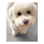 Lisa Ray Instagram - Mama, when are you coming home? #Matteo #HaveYouSeenAnythingCuter #MeNeither #cotondetulearsofinstagram