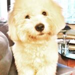 Lisa Ray Instagram – #Matteo #CotondeTulear #myfurrybaby #HongKongpup #MamainMumbai