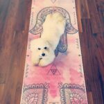 Lisa Ray Instagram - Here's what happens when I attempt a round of surya namaskars #yogidog