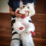 Lisa Ray Instagram – Where we going today, mom?
#Matteo #cotondetulear #HongKong