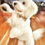 Lisa Ray Instagram - Matteo testing out his Diwaloween look Thank you @annapellissari #CotondeTulear