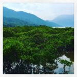 Lisa Ray Instagram - Nature porn #HongKong