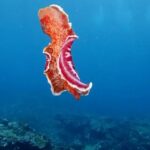 Lisa Ray Instagram - Posted @withregram • @atmos Have you ever seen a Spanish dancer swim? 💙 Hexabranchus sanguineus is a nudibranch—a very large and colorful sea slug—that feeds on marine sponges and toxic jellyfish, assimilating their poisons for their own chemical defence. Their bright coloration serves as a warning to potential predators that they don't taste good and can make predators sick. These propelling moves are thought to be unique to the Spanish dancer as the only Nudibranch that can swim as well as crawl along the sea floor. Video by @fathomlesslife