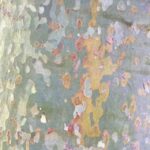 Lisa Ray Instagram - Even tree trunks in the #SouthofFrance have the coolest patina.